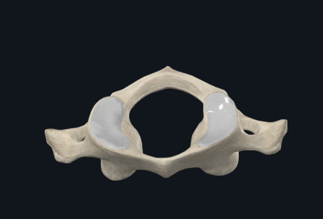 <p>What bone is this</p>