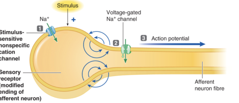<p>The receptor potential itself can cause the afferent nerve fibre to reach threshold and trigger and action potential</p>
