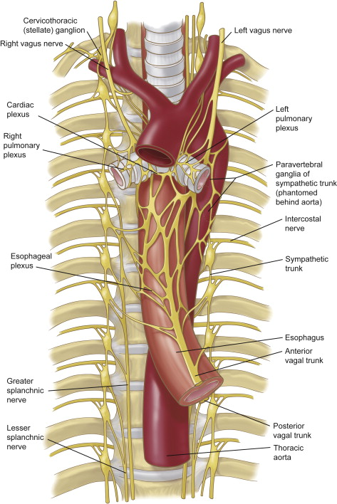 <ul><li><p>Sympathetic chain </p></li><li><p>Intercostal nerves </p></li><li><p>Greater splanchnic nerve </p></li><li><p>Lesser splanchnic nerve </p></li><li><p>Aorta</p></li></ul><p></p>