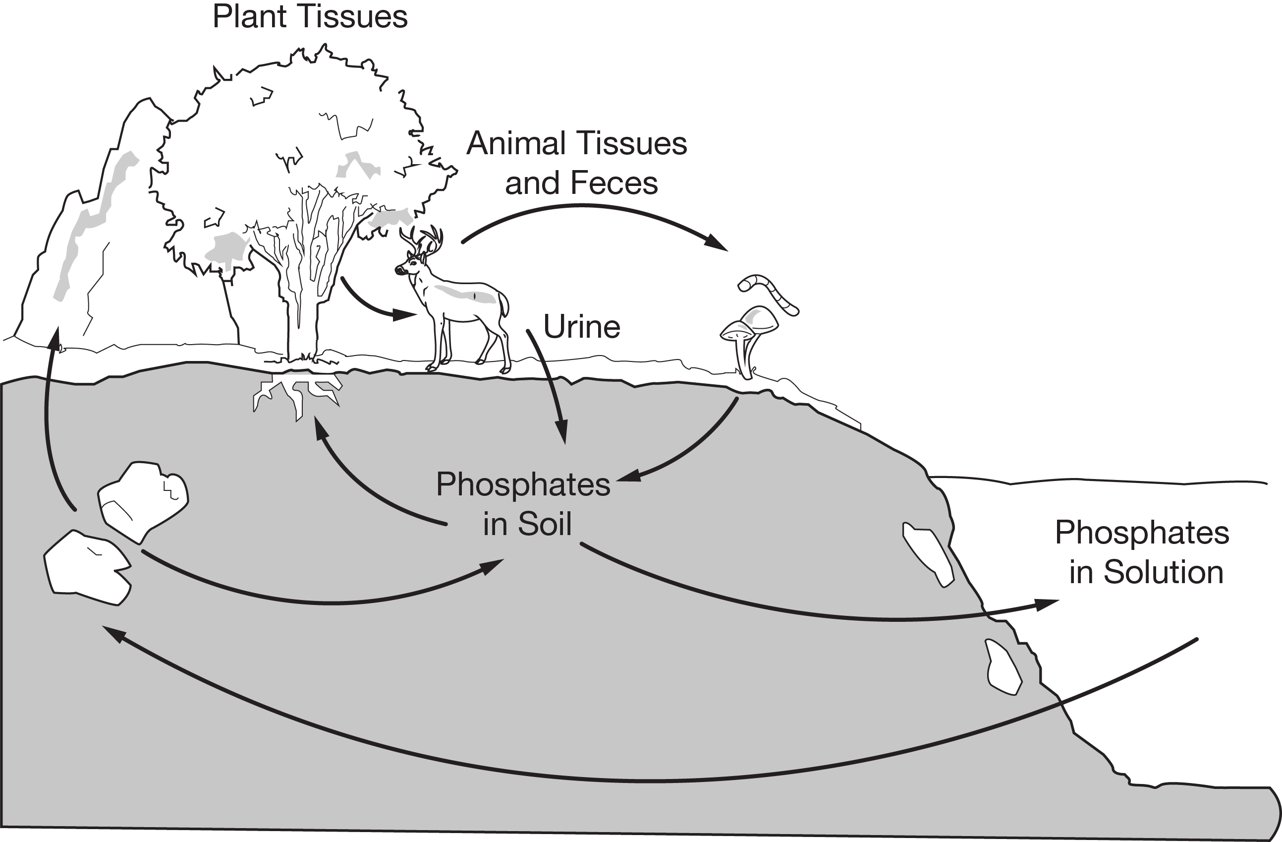 <p><span>The diagram below represents steps in the phosphorus cycle.</span></p><p><span>Which of the following statements is best supported by the diagram of the phosphorus cycle?</span></p><p><strong>A. </strong>The largest reservoir of phosphorus is in the atmosphere.</p><p><strong>B. </strong>The phosphates absorbed by animal tissue through consumption eventually return to the soil.</p><p><strong>C. </strong>Plants take up the phosphate ions primarily from the metamorphic rocks.</p><p><strong>D. </strong>Phosphates are not soluble in water.</p>