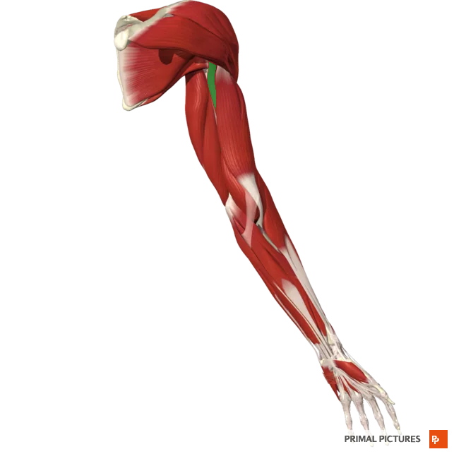 <p>Flexes and adducts arm at shoulder joint</p>