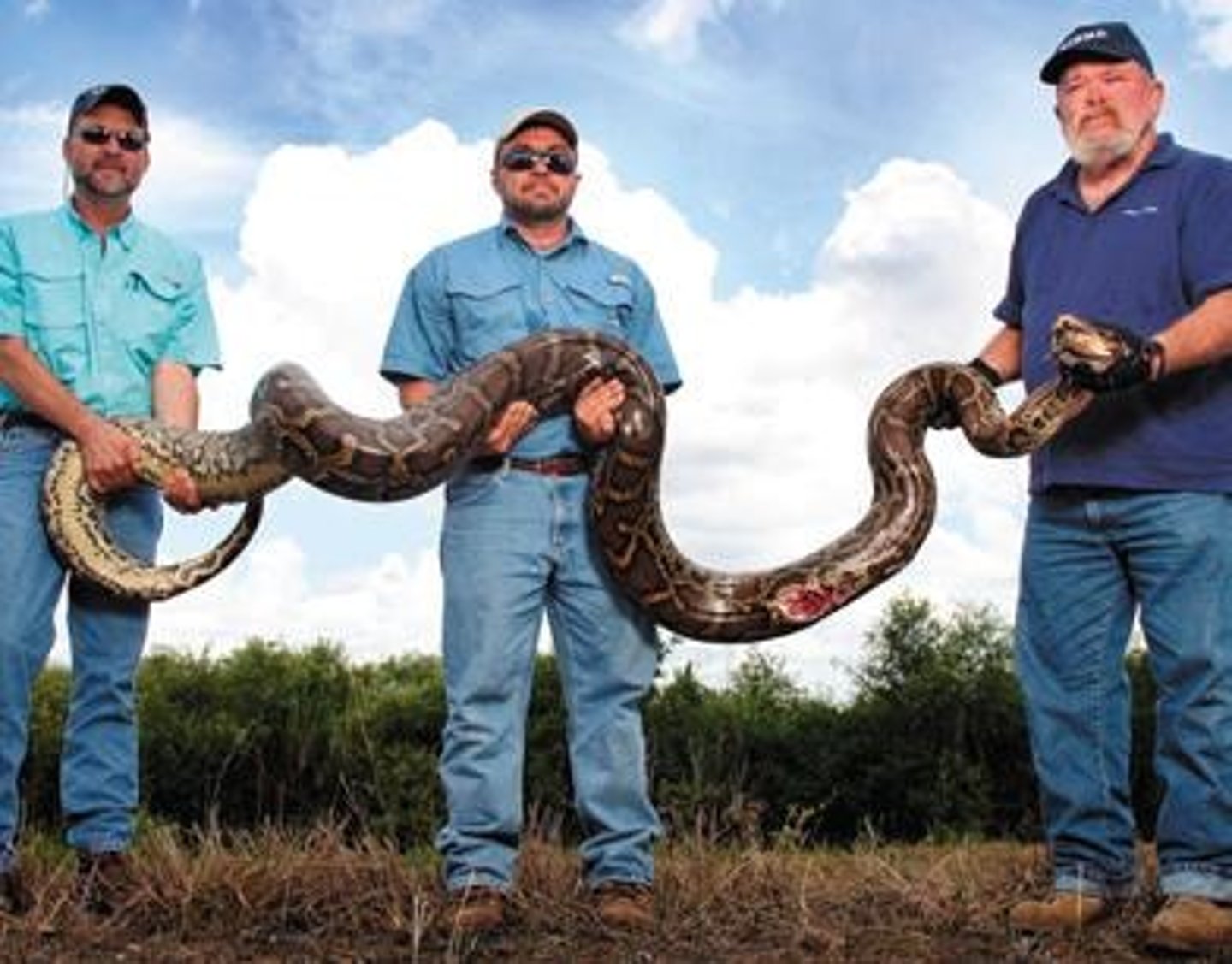 <p>>20ft in length, >200lbs</p>