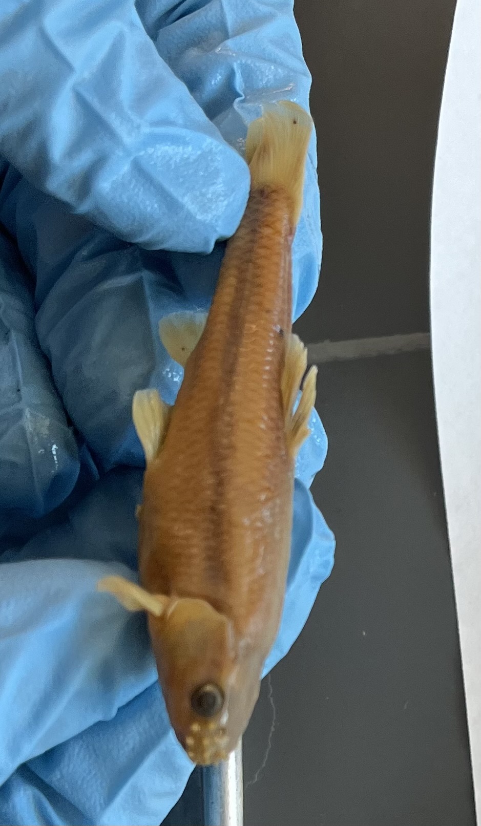 <p>Bumps on front of nose</p><p>Scales towards head gets smaller</p><p>Blunt nose</p>