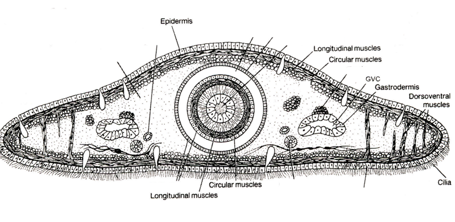 <p><em>Dugesia </em>c.s.</p>