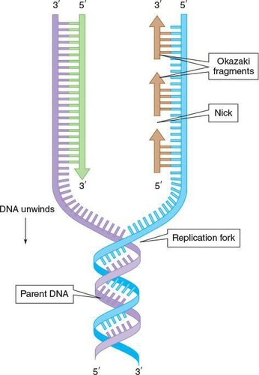 <p>Point where double helix unwinds during replication.</p>