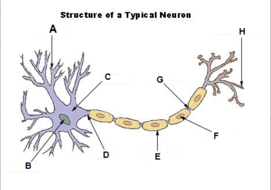 <p class="text-wds-dark-500 text-w-content-base-mobile font-semibold"></p><p>Label the Neuron-What does the letter "C" represent? Options: Dendrite, Axon, Axon Terminal, Cell Body</p>