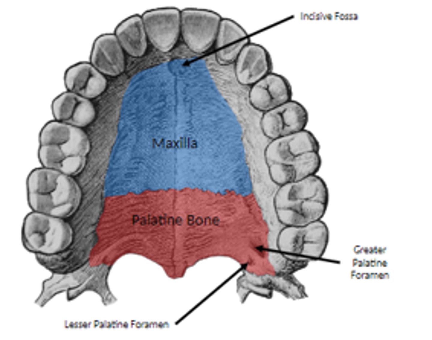 <p>o incisive fossa </p><p>§ passage of nasopalatine nerves</p><p>o greater palatine foramen</p><p>§ greater palatine vessels, nerve emerge from this foramen, run anteriorly</p><p>o lesser palatine foramina</p><p>§ found posterior to greater palatine foramen</p><p>§ transmit lesser palatine nerves, vessels to soft palate</p>