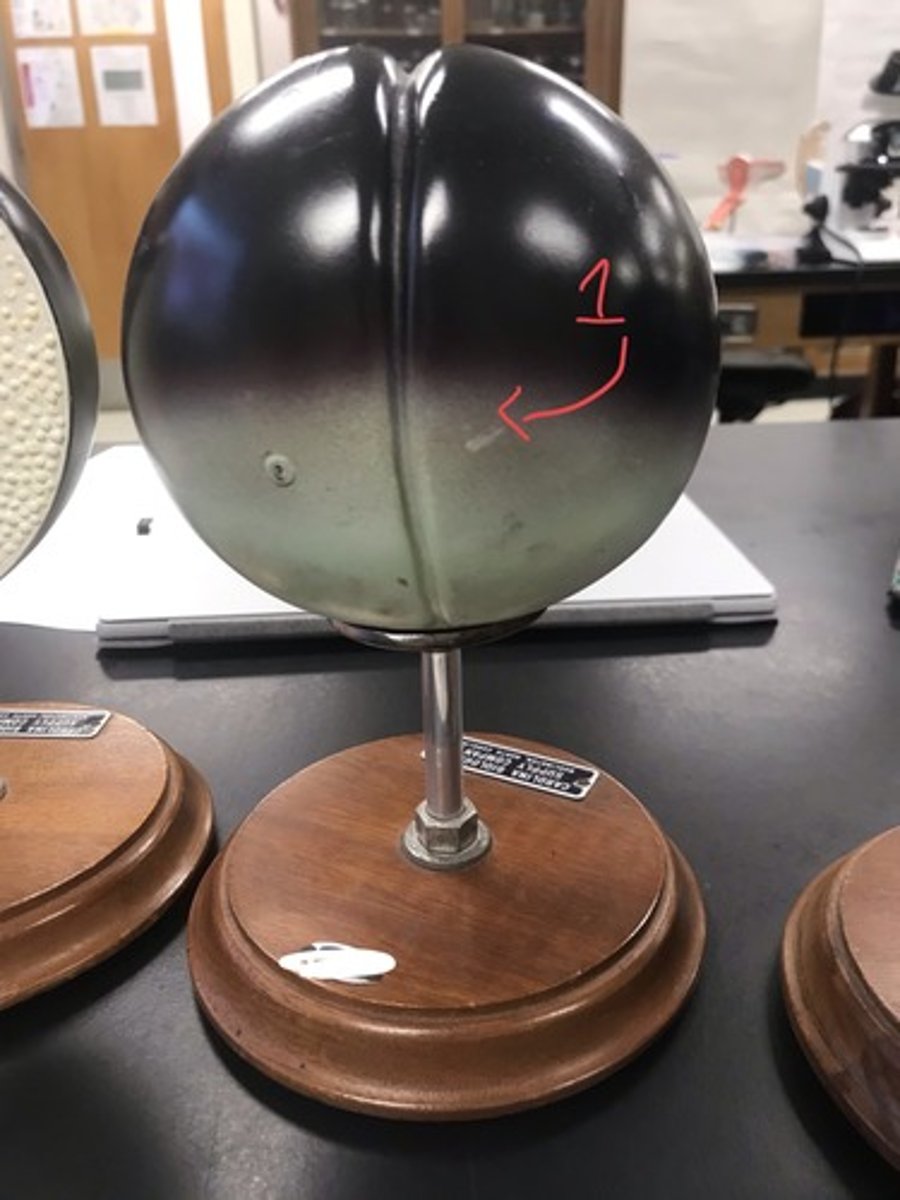 <p>For the following model, give the following:</p><p>1) stage of embryonic development</p><p>2) cleavage type</p><p>3) structures in numerical order</p>