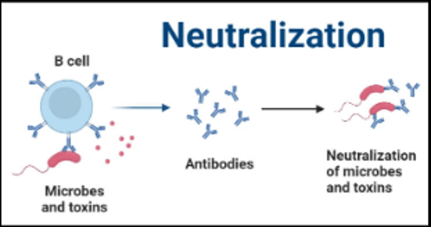 <p>Antibodies block binding sites on viruses/bacterial toxins, inhibiting them to attach to tissues</p>