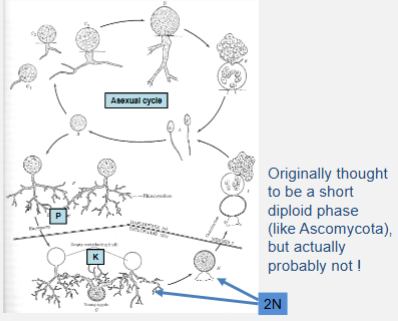 <p>Includes Neocallimastigales</p>