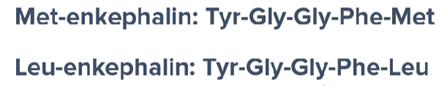 <p>Enkephalins → synthesized in brain → pentapeptide (5 amino acid residues) </p>