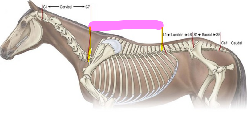<p>18</p>