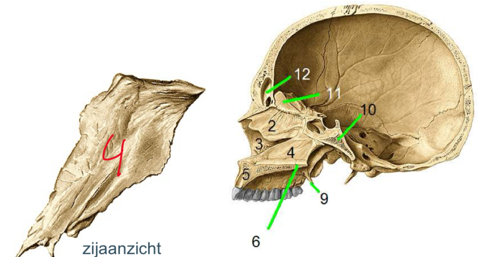 <p>Welke is is 4 en benoem alleen 5,6,10,11</p>
