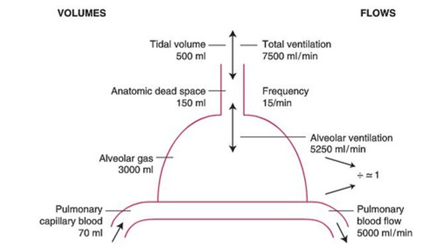 <p>Part of the air we inhale that does not reach the alveoli and is not useful in gas exchange.</p>
