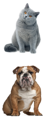 <p>Animal Description: Broad Shoulder</p>