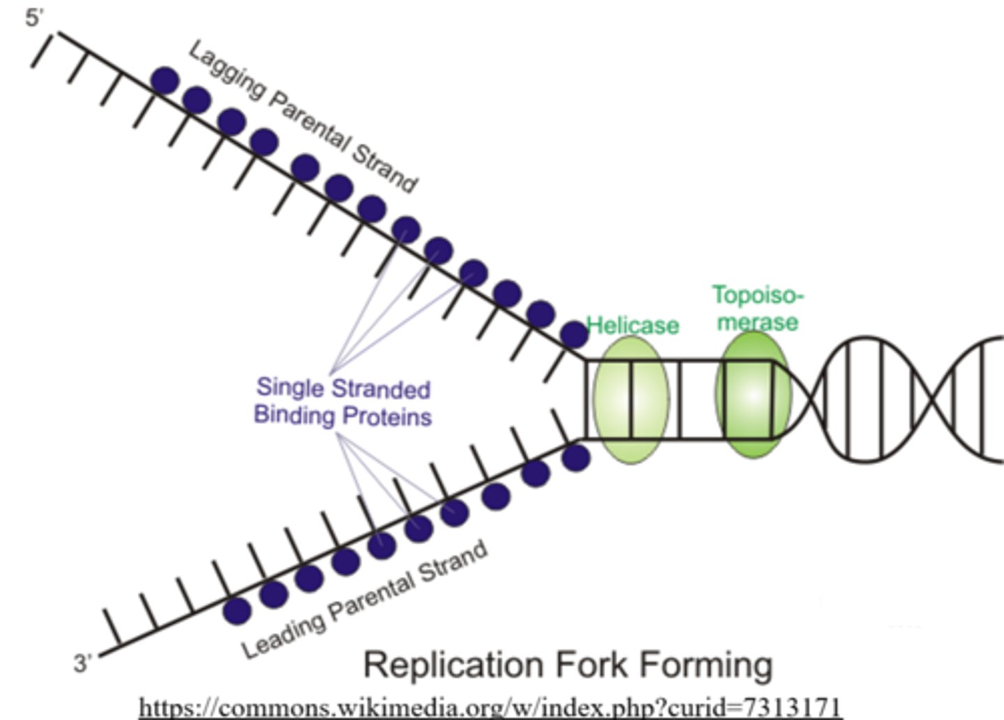 <p>single-strand binding proteins</p>