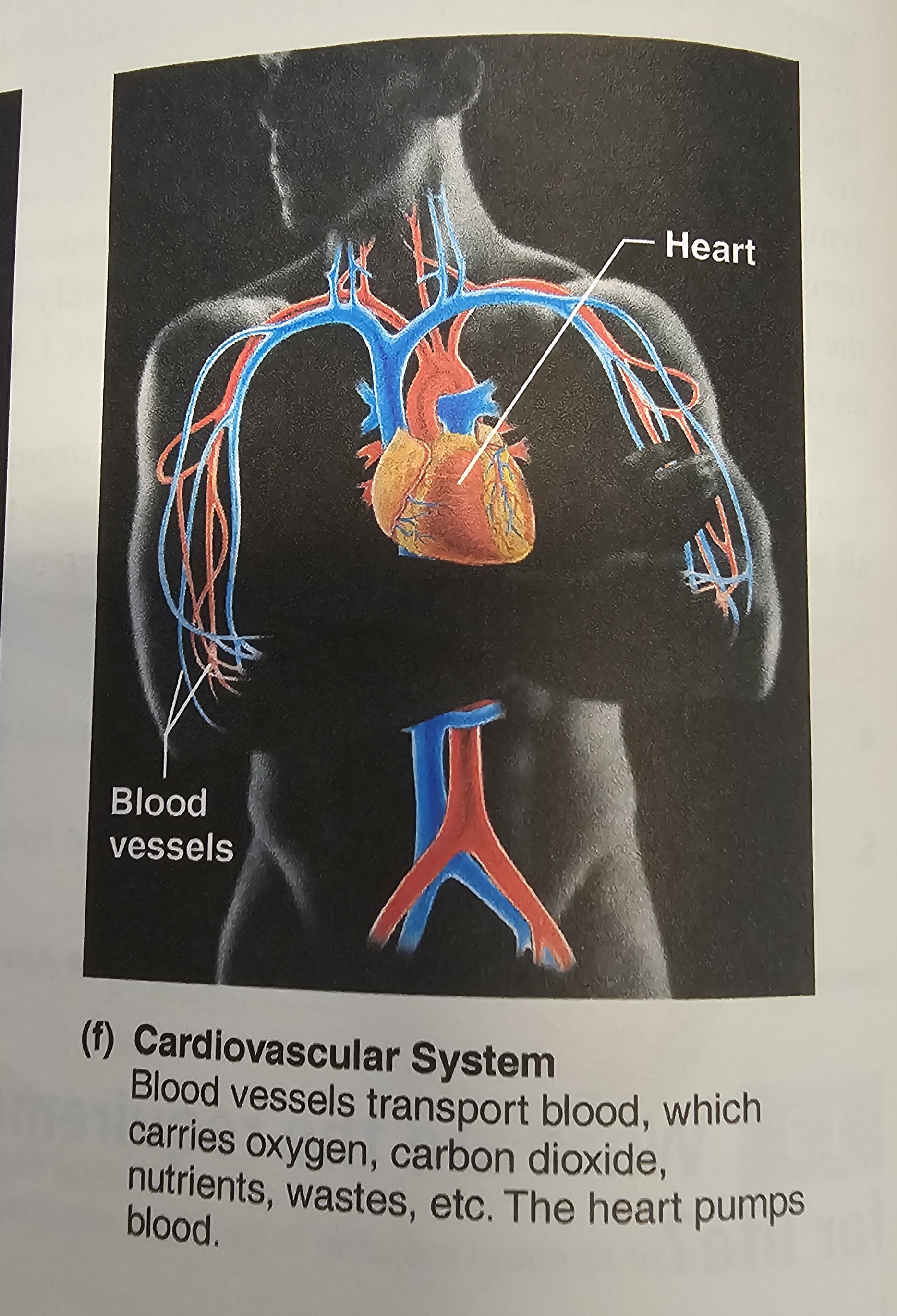 <p>blood<span>, </span>heart<span>, </span>arteries<span>, </span>veins<span> and </span>capillaries</p>