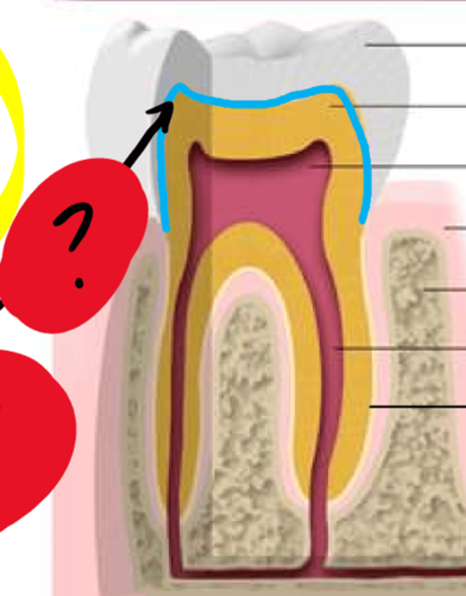 <p>Where the dentin and enamel meet</p>