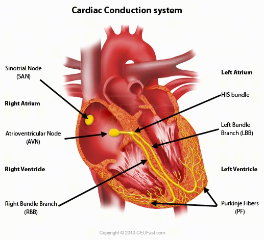 <p>The <strong>sinoatrial node</strong> controls the heart beat. It signals the right and left atria at the same time through nerves that signal their contraction.</p><p>Then, the signal passes through a layer of fibrous tissue between the sinoatrial node and atrioventricular node to prevent the action potential from travelling directly to the ventricles. This pause prevents all 4 chambers from contracting at the same time.</p><p>After passing through, the <strong>atrioventricular node</strong> detects the signal from the sinoatrial node then initiates its own action potential. This spreads across the ventricles, causing ventricular systole (contraction).</p><p>The action potential then travels down the Purkinje fibers to the apex of the heart. The action potential travels up the walls of the ventricles, which initial ventricular systole from the apex. This pumps all of the blood out of the ventricles. </p>