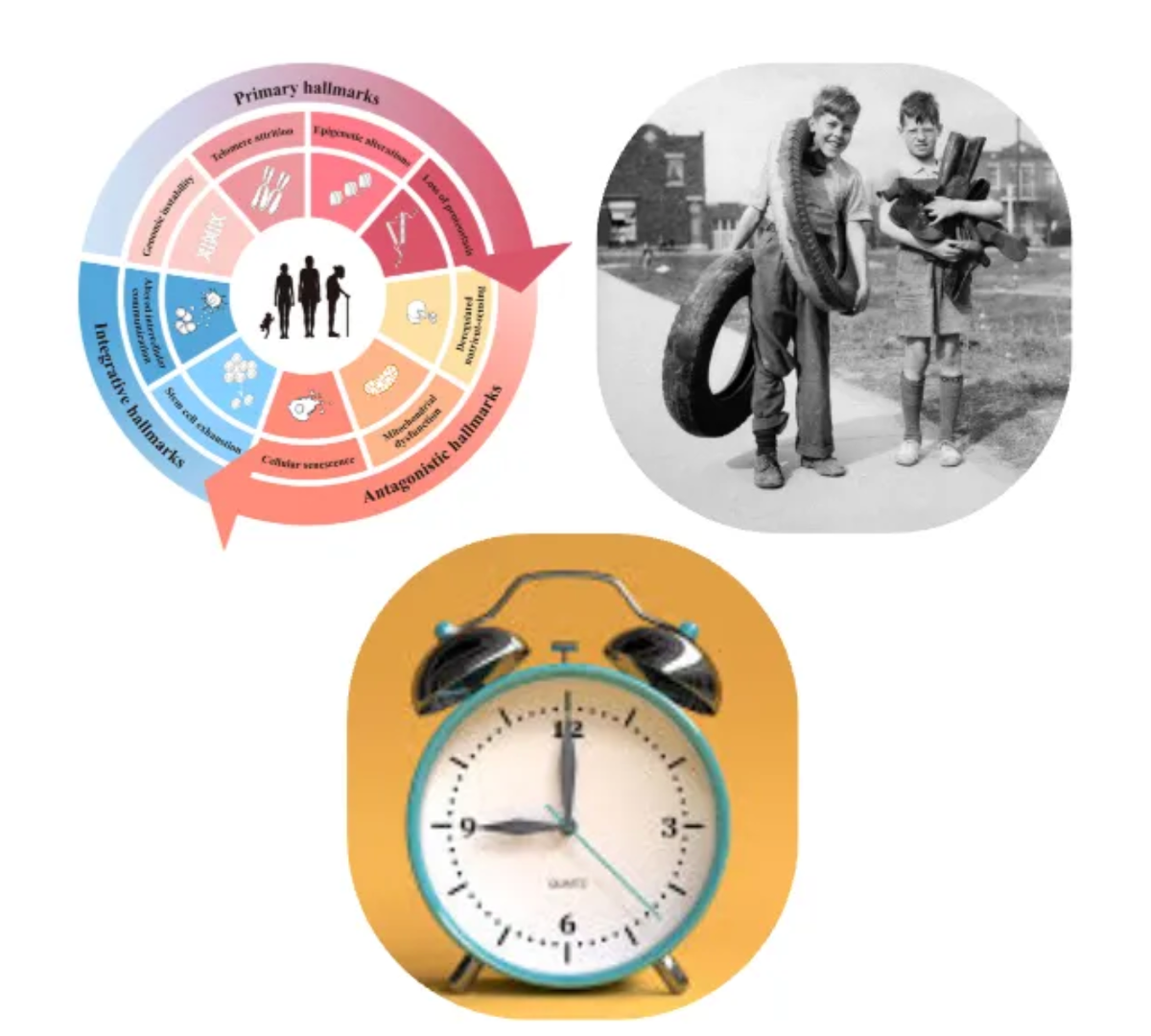 <p>Effects in the study of aging</p>