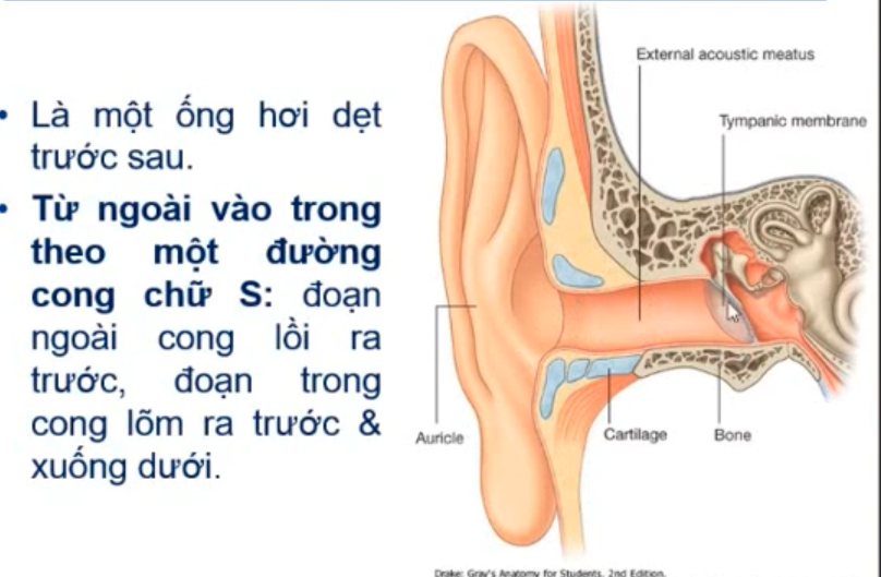 <p>Khi soi màng nhĩ, muốn nhìn thấy màng nhĩ thì phải làm gì để bớt độ cong và có thể quan sát kỹ hơn ? </p>