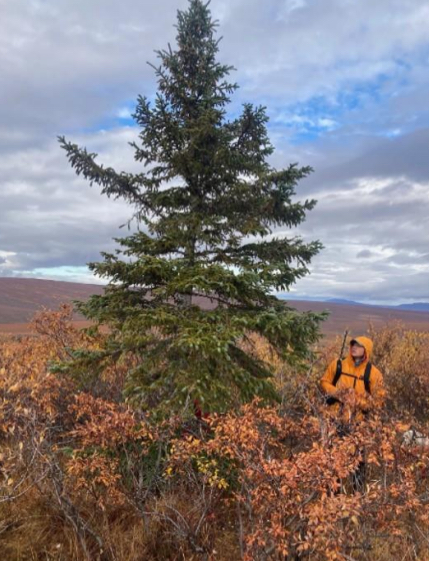 <p>WHITE SPRUCE</p><p><span data-name="black_small_square" data-type="emoji">▪</span> Evergreen tall tree with short, waxy needles.</p><p><span data-name="black_small_square" data-type="emoji">▪</span> Waxy coating on the needles helps conserve water during winters when soil is frozen.</p><p><span data-name="black_small_square" data-type="emoji">▪</span> It grows at high latitudes in North America, mainly Canada and Alaska.</p>