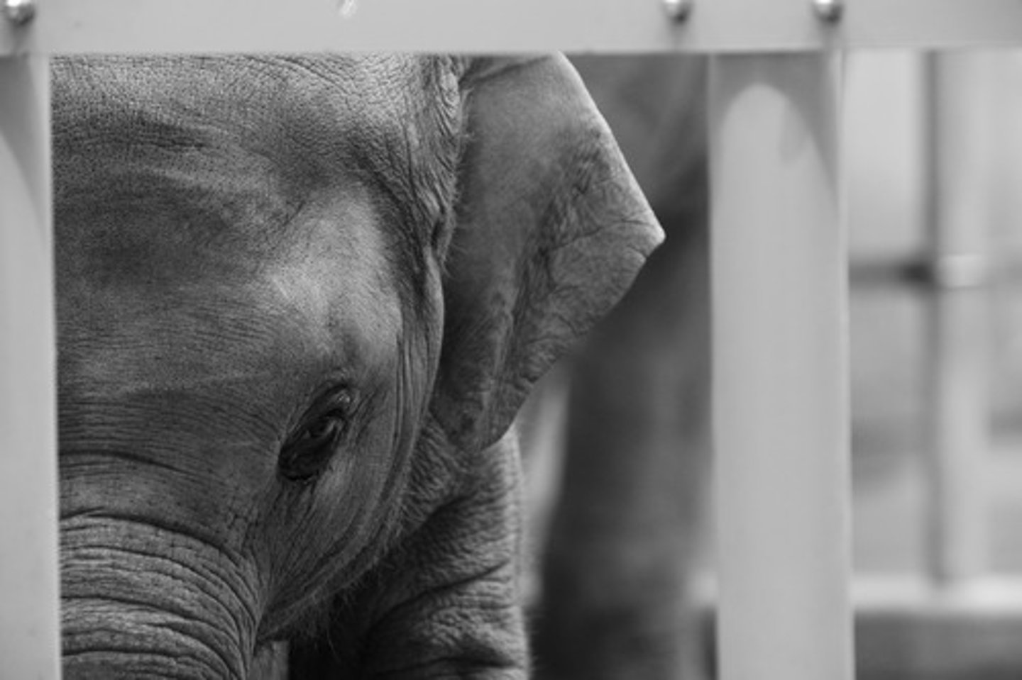 <p>elephant</p>