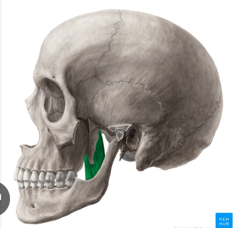 <p>Origin: Pterygoid plate</p><p>Insertion: Inside edge of mandible</p><p>Action: Closes the jaw and moves it forward and side to side.</p>