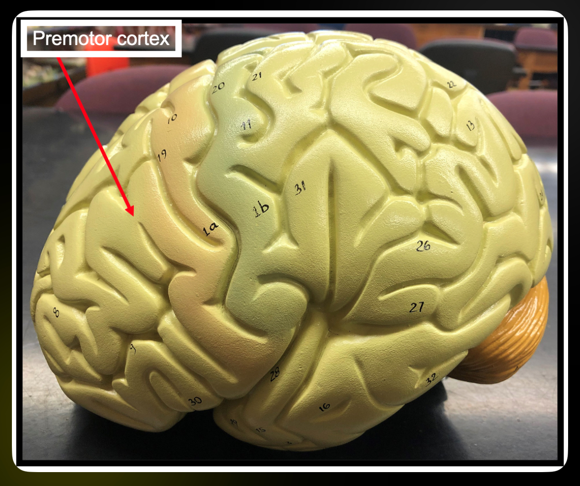 <p>Premotor Cortex of frontal </p>