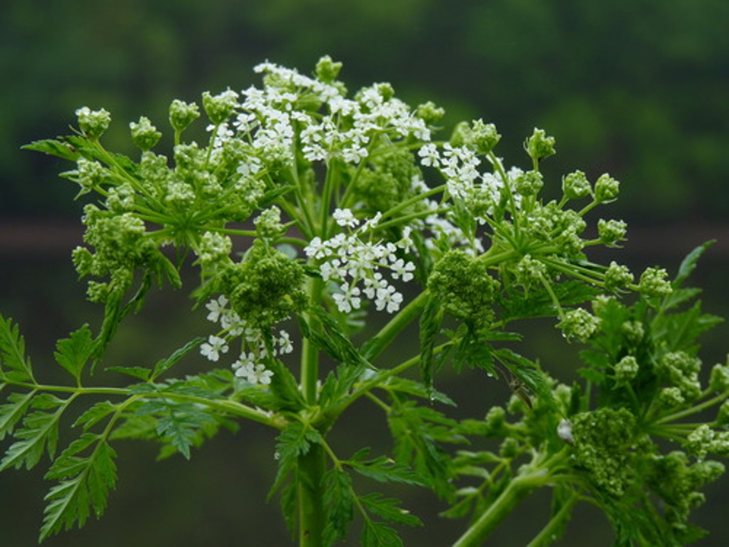 <p>Apiaceae. poison hemlock</p>