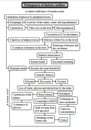 <p>Disorder in the dog and cat, characterized by a <span style="color: blue">relative or absolute functional deficiency of insulin action</span> → hyperglycemia + metabolic disturbances. </p><p><strong>Causes</strong>: decrease in insulin secretion by B-cells of pancreas, decreased response to insulin, increase in counter regulatory hormones that oppose the effect of insulin.</p><p><strong>Key process</strong>: decreased utilization of glucose leading to: </p><ol><li><p><strong>due to lack of insulin → breakdown of proteins </strong>→ releases free AA → liver, undergoing gluconeogenesis (making glucose) → hyperglycemia.</p><ul><li><p>kidneys will excrete excess N</p></li></ul></li><li><p><strong>Lipolysis of adipose tissue </strong>- due to insulin deficiency, causing the breakdown of fats → releases FFAs → sent to liver → ketogenesis (used to make ketones). </p><ul><li><p>ketones are released into the circulation → diabetic ketoacidosis (DKA)</p></li><li><p>ketone breath (fruity odor on breath due to acetone)</p></li><li><p>kussmaul breathing (attempt to expel excess CO2 + counteract acidosis). </p></li></ul></li><li><p><strong>Hyperglycemia </strong>- increased blood glucose levels due to impaired glucose uptake by cells + incr. glucose production in liver. </p><ul><li><p>exceeding the renal threshold → osmotic diuresis → glucose in urine, polyuria, nocturia (frequent urination at night)</p></li><li><p>the effects lead to loss of water, glucose and electrolytes in the urine → hypovolemia, triggering release of stress hormones.</p></li></ul></li><li><p><strong>Shift of water from ICF to ECF:</strong> hyperglycemia increases osmotic pressure in ECF, drawing out water of cells → <strong>shrinkage of brain cells → coma</strong></p></li></ol><p></p>