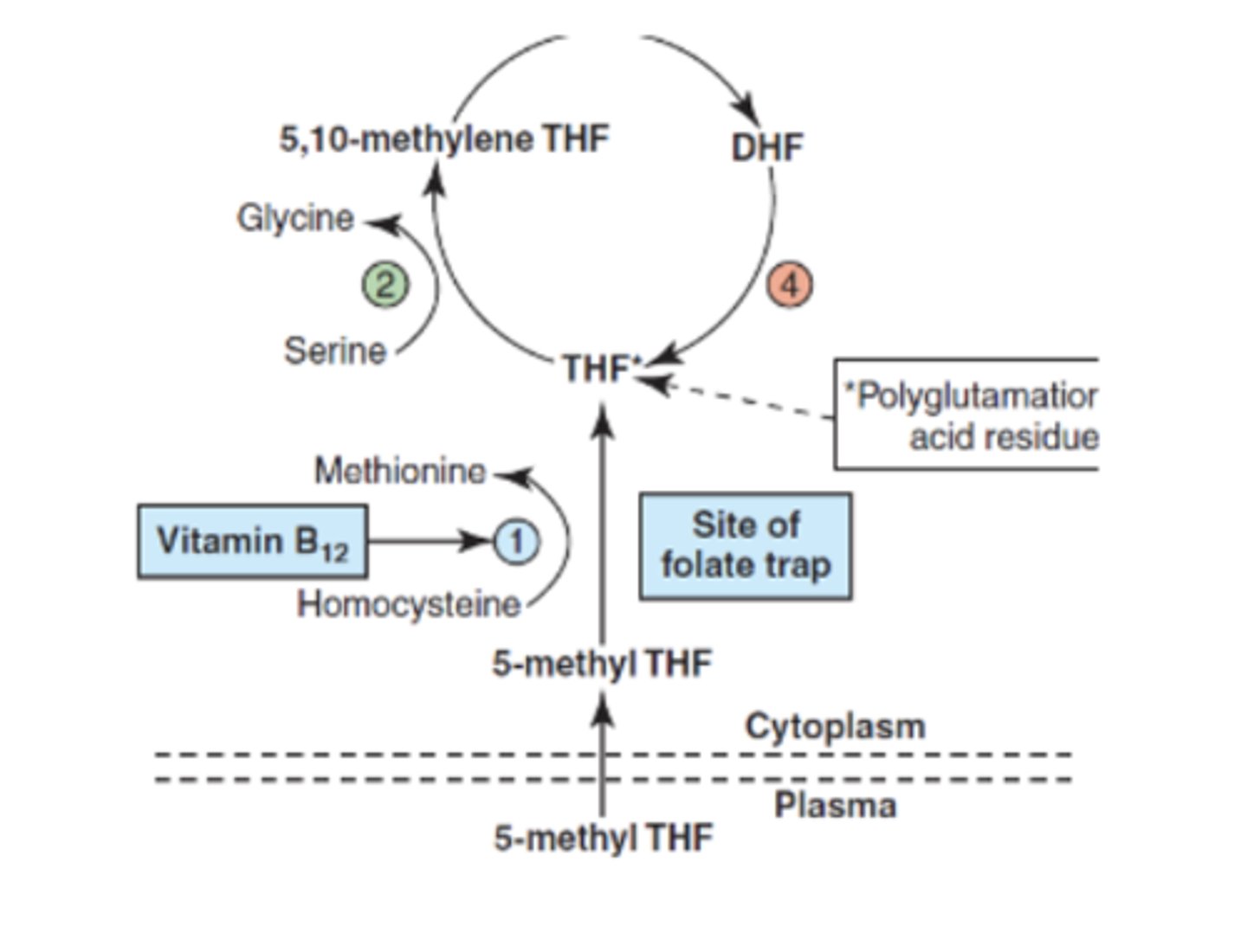 <p>In the cell, a methyl group transfers from 5-methyl THF to homocysteine, converting it to methionine and generating THF<br>- requires vitamin B12</p>