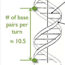 <p>Number of base pairs per turn is amount of base pairs from ____ to ____</p>