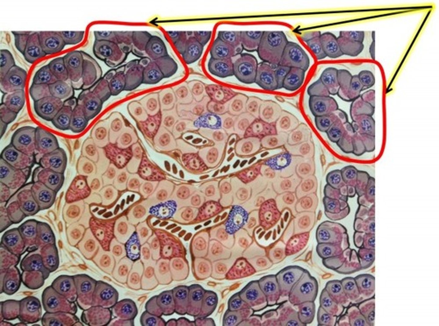 <p>CCK triggers the ____________ of the pancreas to secrete ________</p>
