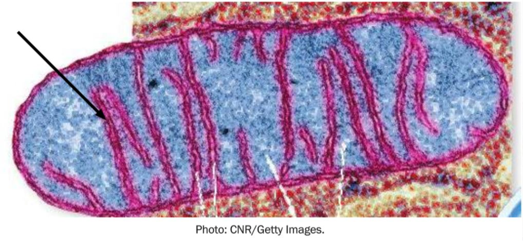 The name for the folded membrane within the mitochondrion indicated by the arrow is a(n) 