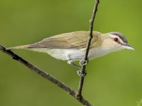 <p><span>Red-eyed vireo</span></p>