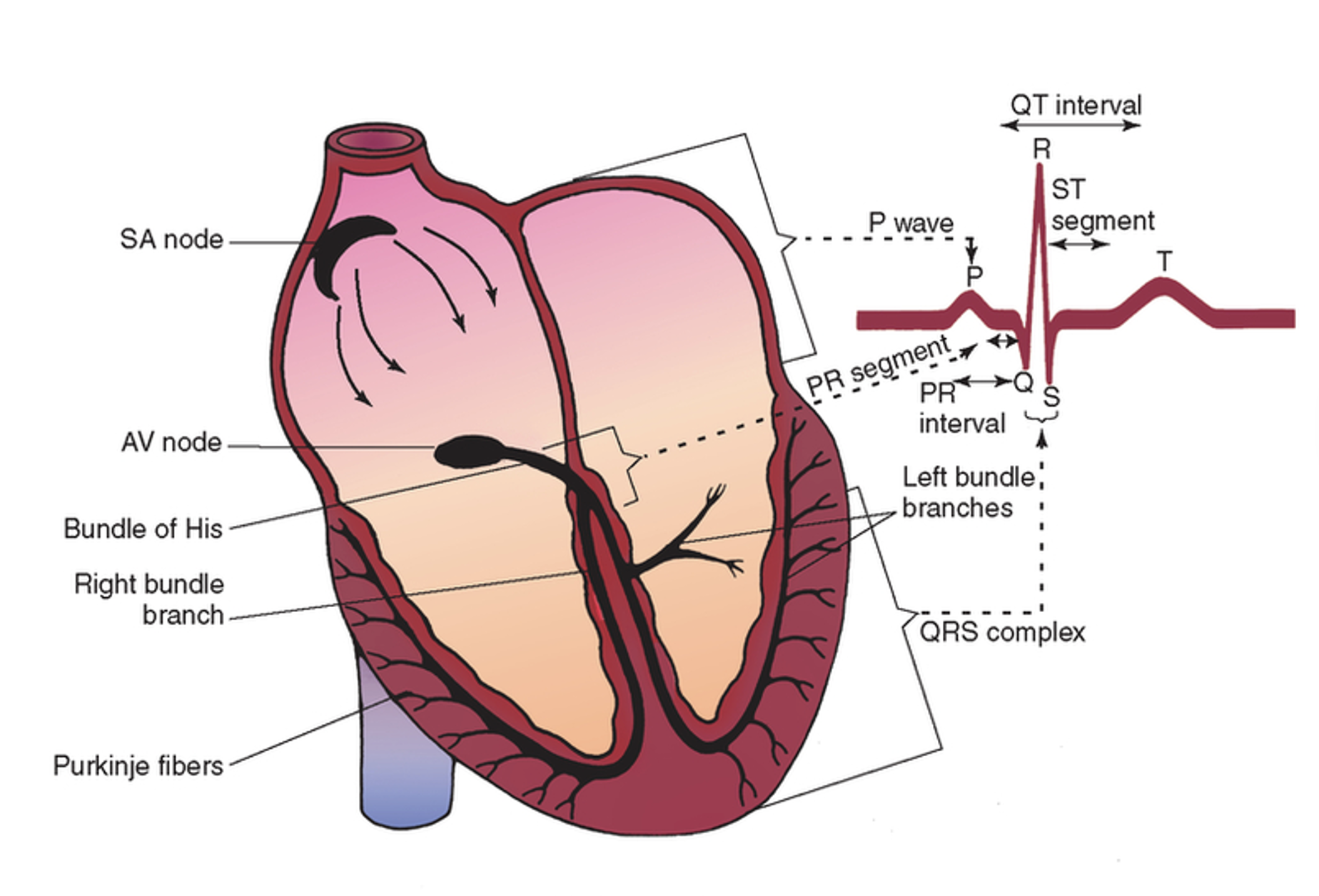 <p>Cardiac Conduction System</p>