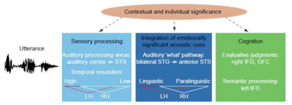 <p>Describes a cognitive architecture involving distinct stages of processing that are associated with specific brain regions.<span>&nbsp;</span></p><p>The stages are:</p><ul><li><p><strong><span>Stage 1: Sensory Processing (Acoustic Analysis)</span></strong><span> The initial stage involves the bilateral analysis of the fundamental acoustic features of the incoming speech signal, such as pitch, intensity (loudness), duration, and rhythm. This processing primarily occurs in the auditory cortices.</span></p></li><li><p><strong><span>Stage 2: Perceptual-Conceptual Integration (Access to ARACCE)</span></strong><span> In this stage, the extracted acoustic features are integrated and matched to a listener's stored expectations or "abstract representations of acoustic characteristics that convey emotion" (ARACCE). This process is thought to be lateralized to the right hemisphere, particularly involving projections from the superior temporal gyrus to the anterior superior temporal sulcus.</span></p></li><li><p><strong><span>Stage 3: Cognitive Evaluation (Semantic Representation Access)</span></strong><span> The final stage involves the higher-order cognitive processing and explicit evaluation of the emotional meaning of the prosody. This includes assigning a semantic representation to the emotion (e.g., matching "happy" prosody with the word "cheerful") and integrating it with linguistic content. This stage is associated with activity in the right inferior frontal gyrus and orbitofrontal cortex, as well as interhemispheric processing involving the left inferior frontal gyrus for language integration.&nbsp;</span></p></li></ul><p></p>