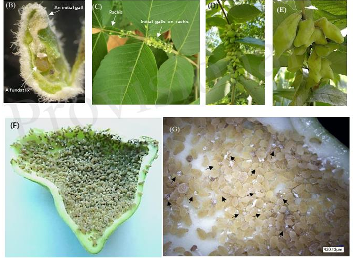 <p>Câu 4. <span style="color: blue;">Ngũ bội tử Âu</span> được tạo thành khi côn trùng chích để đẻ trứng trên:</p>