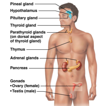 <p>Describe the endocrine glands not associated with the hypothalamus &amp; pituitary glands</p><ul><li><p>pineal gland</p></li><li><p>pancreas</p></li><li><p>parathyroid/thyroid</p></li><li><p>thymus</p></li></ul><p></p>