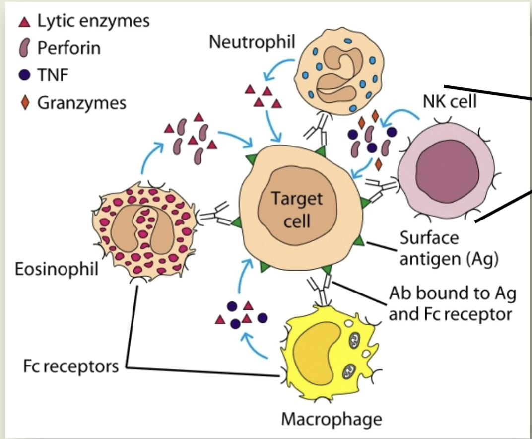 <p>Antibody-dependent cell mediated cytotoxicity (ADCC)</p>