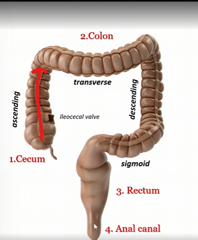 knowt flashcard image