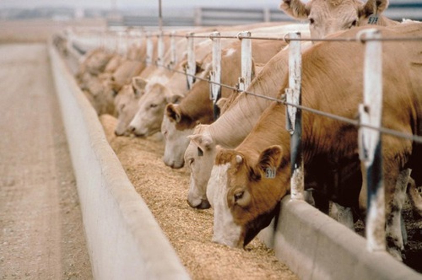 <p>concentrated animal feeding operation which is a large feedlot to fatten animals before slaughter</p>