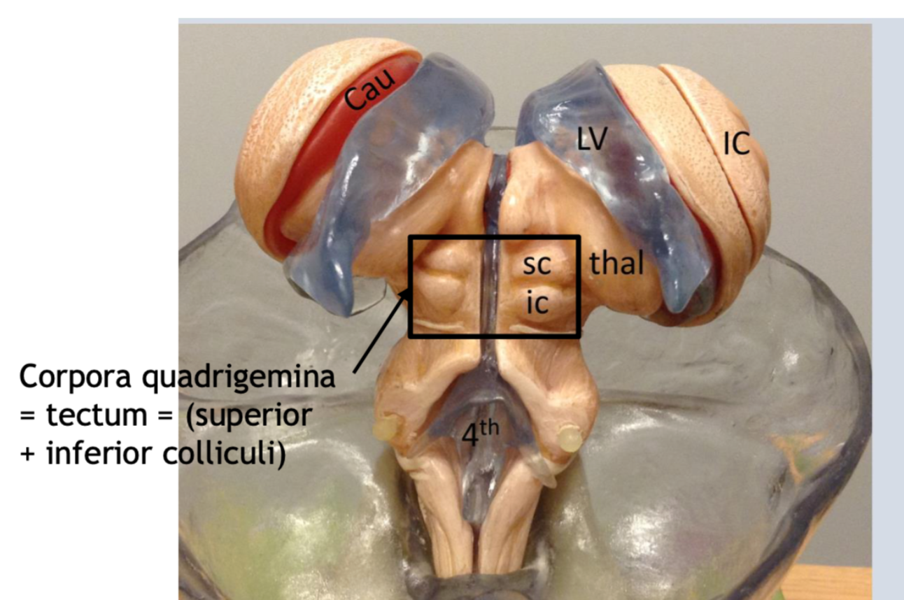 <p>What is IC?</p>