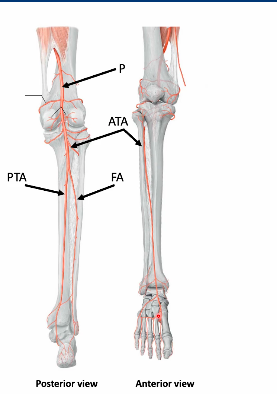 <ul><li><p>posterior tibial artery </p><ul><li><p>fibular artery </p></li></ul></li></ul><p>anterior tibial artery </p><ul><li><p>ATA pierces through interosseous membrane to travel along anterior surface of interrosseous membranne </p></li></ul><p></p>