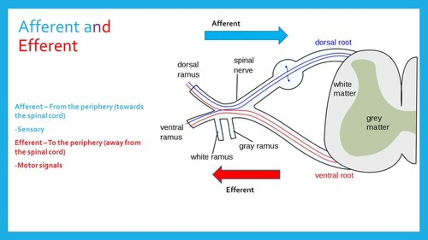 <p><span>(B) Dorsal, Ventral</span></p><p>Afferent Neurons carry information via the Dorsal root (the one in the back) while Efferent Neurons carry information via the Ventral root (the one in the front).</p>