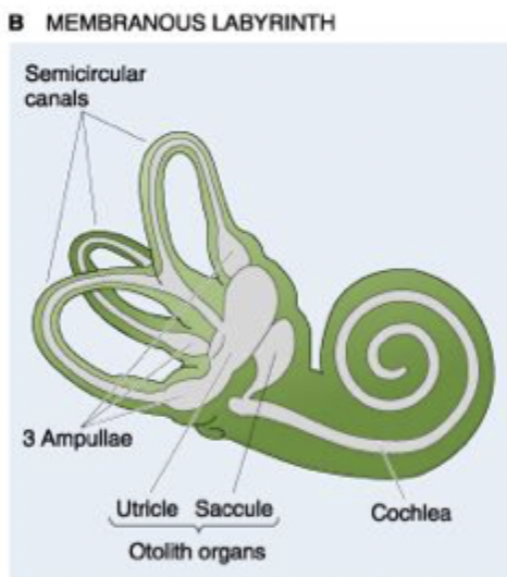 <p>Membranous labyrinth</p>