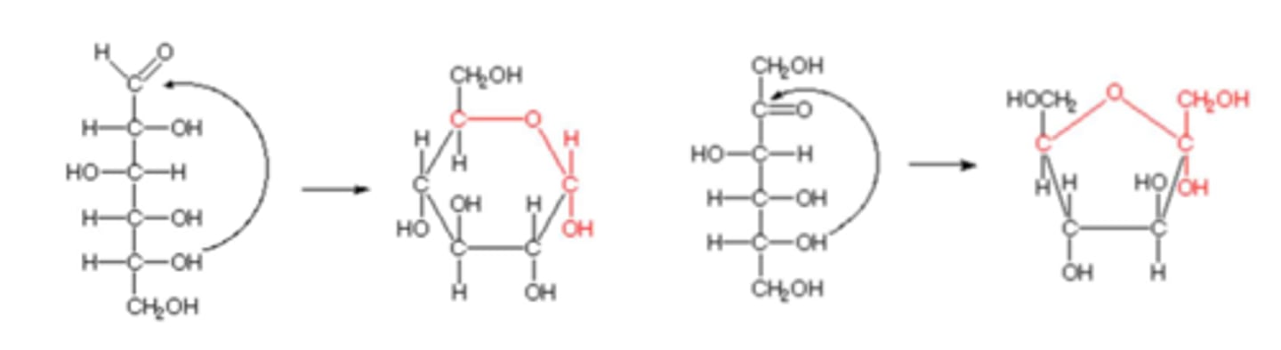 <p>In aqueous solutions (in the body), aldotetroses and all monosaccharides (aldo or keto) with 5+ backbone carbon atoms cyclize<br>-A covalent bond forms between the carbonyl group and the oxygen of a hydroxyl group</p>
