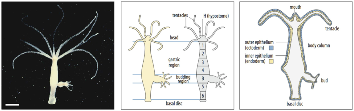 <p><span>Example of regeneration w/o growth = Morphallaxis</span></p><p style="text-align: left"></p><p style="text-align: left"><span>Hydra grows continuously, therefore cells have to change their positional values, repatterning also occurs during reproduction</span></p><p style="text-align: left"><span>-&gt; regenerative capacity</span></p><p style="text-align: left"><span>Growth NOT required for regeneration</span></p><p></p><p><span>Head regeneration: 2 gradients</span></p><p style="text-align: left"><span>1 gradient in positional value</span></p><p style="text-align: left"><span>&nbsp; PV determines - head inducing ability</span></p><p style="text-align: left"><span>&nbsp; &nbsp;- resistance to inhibitor</span></p><p style="text-align: left"><span>2 head inhibitor gradient</span></p><p></p><p></p><p><span>In the next part of my talk I would like to take a more detailed look at regeneration in hydra, this is a clear example of regeneration without growth: morphallaxis.</span></p><p style="text-align: left"><span>Hydra is a simple organisms that has only two germ layers ectoderm and endoderm. No mesoderm. It has a rather simple structure a mouth region called hypostome which is surrounded by tentacles an elongated body column, consisting of a gastric region, a budding region&nbsp; where next hydras are formed by asexual budding,&nbsp; and a basal disc. Hydra grows continously, and therefore in order to maintain its size, cells need to be lost. This occurs at the tip of the tentacles, at the basal disc and also by asexual budding, leading to the formation af a new individual. The fact that cells are changing their position all the time, can be visualised by labeling cells in a particlar region and following their fate. It can be shown that cells move continuously within the body, as can be seen in the lower right figure. Therefore the cells need to change their positional values continuously. In addition, repatterning also occurs during reproduction. It is thought that this contributes to the remarkable regenerative capacity of these animals.&nbsp;</span></p><p style="text-align: left"><span>As said before, people have done experiments that show that the formation of new cells is not required for regeneration.</span></p><p style="text-align: left"><span>When the head of a hydra is removed it is reformed not by growth but by respecifying existing cells. Numerous experiments have been performed to understand this process and these experiments have led to a model that postulates two gradients that act in this regeneration. The first is a gradient in postional value or PV. This positional value determines the head inducing ability (1 high, 5 low) and it also determines the level of resistance to a head inhibitor. This head inhibitor is produced in the head itself and forms the second gradient: the head inhibitor gradient.</span></p><p></p>