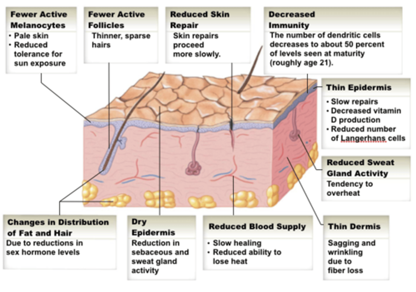 <p>- reduces its ability to act as a barrier, maintain homeostasis, and regulate temperature</p><p>- prone to drying due to co-morbidities, reduced fluid intake, and limited mobility</p><p>- epidermis and dermis layers thin, junctions flatten, and circulation decreases</p><p>- fibroblasts deteriorate, collagen production and connective tissue strength are reduced</p>